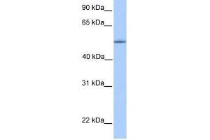 ZNF708 antibody used at 0. (ZNF708 Antikörper  (C-Term))