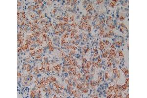 IHC-P analysis of stomach tissue, with DAB staining. (Neurotrophin 4 Antikörper  (AA 81-210))