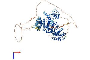 NCKIPSD Protein (AA 1-722) (His tag)