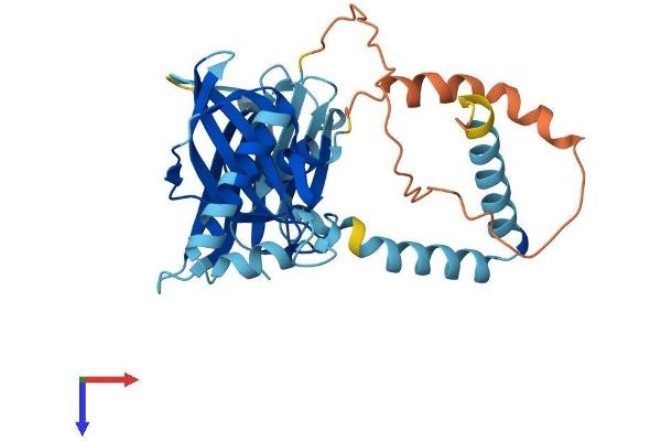 PIH1D2 Protein (AA 1-315) (His tag)