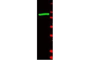 Western blot using beta Galactosidase antibody shows detection of a band at