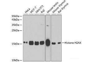 Western blot analysis of extracts of various cell lines using Histone H2AX Polyclonal Antibody at dilution of 1:1000. (H2AFX Antikörper)