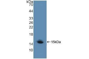 Detection of Recombinant LRP1, Human using Polyclonal Antibody to Low Density Lipoprotein Receptor Related Protein 1 (LRP1) (LRP1 Antikörper  (AA 4441-4544))