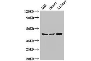 Western Blot Positive WB detected in: LO2 whole cell lysate, Mouse heart tissue, Mouse kidney tissue All lanes: MAP2K1 antibody at 2 μg/mL Secondary Goat polyclonal to rabbit IgG at 1/50000 dilution Predicted band size: 44, 41 kDa Observed band size: 44 kDa (MEK1 Antikörper  (AA 2-79))