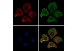 ABIN7094204 and ABIN7098250 staining HepG2 cells by IF/ICC. (ERO1L Antikörper  (Internal Region))