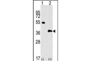 Western blot analysis of GBL Antibody (Center) polyclonal antibody (ABIN392823 and ABIN2842254) (arrow). (GBL Antikörper  (AA 140-170))