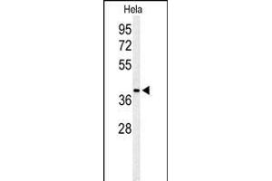 Western blot analysis of ADPRHL2 Antibody (N-term) (ABIN653678 and ABIN2843006) in Hela cell line lysates (35 μg/lane). (ADPRHL2 Antikörper  (N-Term))