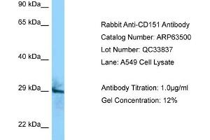 Western Blotting (WB) image for anti-CD151 (CD151) (C-Term) antibody (ABIN2789524) (CD151 Antikörper  (C-Term))