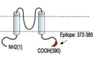 Representative domain view of the target of ABIN7236368. (Potassium Inwardly-Rectifying Channel, Subfamily J, Member 11 (KCNJ11) Peptid)