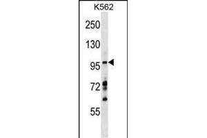 MYRIP Antibody (C-term) (ABIN1537528 and ABIN2848808) western blot analysis in K562 cell line lysates (35 μg/lane). (MYRIP Antikörper  (C-Term))