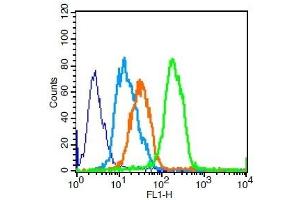 U251 cells probed with CD8 Polyclonal Antibody, Unconjugated  for 30 minutes followed by incubation with a conjugated secondary (FITC Conjugated) (green) for 30 minutes compared to control cells (blue), secondary only (light blue) and isotype control (orange). (CD8 Antikörper  (AA 51-150))