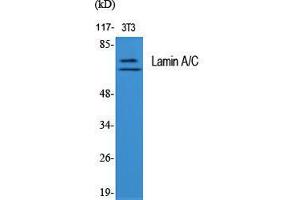 Western Blot (WB) analysis of specific cells using Lamin A/C Polyclonal Antibody. (Lamin A/C Antikörper  (Ser778))