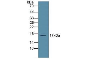 Figure. (Leptin Antikörper  (AA 22-167))