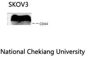 Western Blot (WB) analysis: Please contact us for more details. (CD44 Antikörper  (Ser2152))