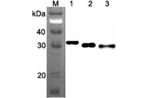 Western blot analysis using anti-Ribosomal Protein S3 (human), mAb (RP159-1)  at 1:500 dilution. (RPS3 Antikörper)