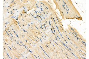 ABIN6260384 and ABIN6278087 at 1/100 staining Rat muscle tissue by IHC-P. (CAB39 Antikörper  (C-Term))