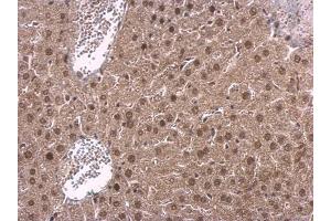IHC-P Image NPAS1 antibody detects NPAS1 protein at nucleus on mouse liver by immunohistochemical analysis.