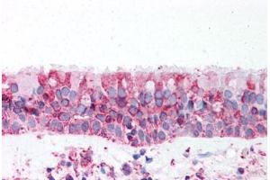 Anti-TRPV4 antibody  ABIN1049440 IHC staining of human trachea. (TRPV4 Antikörper  (N-Term))