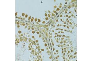 Immunohistochemistry of paraffin-embedded rat testis using RSRC1 antibody (ABIN6131423, ABIN6147283, ABIN6147284 and ABIN6223040) at dilution of 1:100 (40x lens). (RSRC1 Antikörper  (AA 117-276))