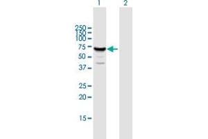 Western Blot analysis of MUS81 expression in transfected 293T cell line by MUS81 MaxPab polyclonal antibody. (MUS81 Antikörper  (AA 1-551))