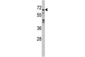 Western blot analysis of MAPK4 antibody and 293 lysate (MAPK4 Antikörper  (AA 72-101))