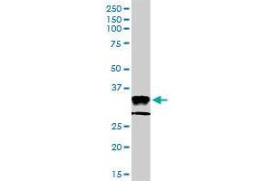 Western Blotting (WB) image for anti-Major Histocompatibility Complex, Class II, DP alpha 1 (HLA-DPA1) (AA 1-260) antibody (ABIN516494)