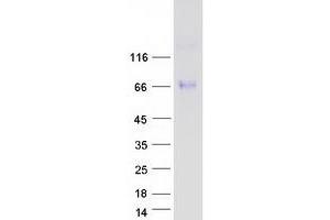 Validation with Western Blot (ASIC1 Protein (Transcript Variant 2) (Myc-DYKDDDDK Tag))