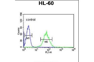 Flow cytometric analysis of HL-60 cells (right histogram) compared to a negative control cell (left histogram). (SNRPD1 Antikörper  (AA 46-78))