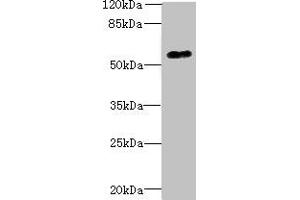 Western blot All lanes: GPR176 antibody at 10 μg/mL + A431 whole cell lysate Secondary Goat polyclonal to rabbit IgG at 1/10000 dilution Predicted band size: 57, 53 kDa Observed band size: 57 kDa (GPR176 Antikörper  (AA 321-515))