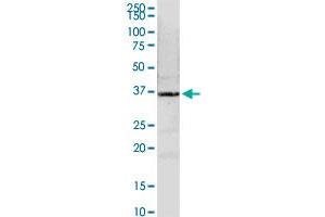 NMI MaxPab rabbit polyclonal antibody. (NMI Antikörper  (AA 1-307))