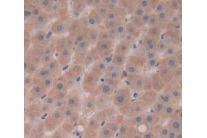 IHC-P analysis of Kidney tissue, with DAB staining. (Complement Factor I Antikörper  (AA 28-243))