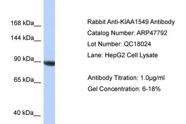 KIAA1549 Antikörper  (C-Term)