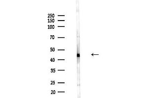 Western blot analysis of lysates from F10-LUC cells(LPS,4h treatment), using EIF4 Antibody at 1/1000 dilution.