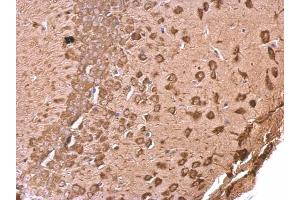 IHC-P Image EEF1A2 antibody [C1C3] detects EEF1A2 protein at cytosol on mouse fore brain by immunohistochemical analysis.