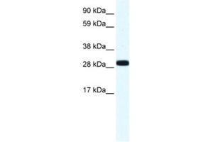 Western Blotting (WB) image for anti-Annexin A4 (ANXA4) antibody (ABIN2461408) (Annexin IV Antikörper)