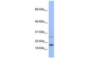 Image no. 1 for anti-Endothelial Differentiation Related Factor 1 (EDF1) (N-Term) antibody (ABIN6742596) (EDF1 Antikörper  (N-Term))