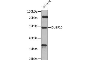 Western blot analysis of extracts of BT-474 cells, using DUSP10 antibody (ABIN6127786, ABIN6139859, ABIN6139860 and ABIN6224777) at 1:1000 dilution. (DUSP10 Antikörper  (AA 1-300))