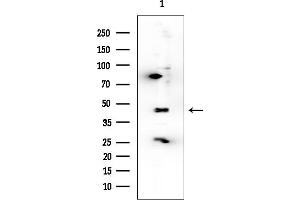 Western blot analysis of lysates from Rat muscle, using MEK1 Mouse Monoclonal Antibody at 1/1000 dilution.