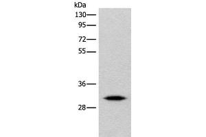 Western blot analysis of Human cerebrum tissue lysate using IMPA1 Polyclonal Antibody at dilution of 1:360