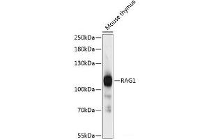 Western blot analysis of extracts of Mouse thymus using RAG1 Polyclonal Antibody at dilution of 1:3000. (RAG1 Antikörper)