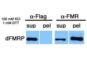 Image no. 1 for anti-Fragile X Mental Retardation 1 (FMR1) (C-Term) antibody (ABIN108598)