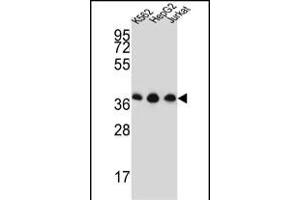HNRPDL Antibody (Center) (ABIN651545 and ABIN2840293) western blot analysis in K562,HepG2,Jurkat cell line lysates (35 μg/lane). (HNRPDL Antikörper  (AA 206-234))