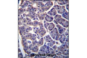 TM9SF2 Antibody (N-term) (ABIN657076 and ABIN2846239) immunohistochemistry analysis in formalin fixed and paraffin embedded human pancreas tissue followed by peroxidase conjugation of the secondary antibody and DAB staining. (TM9SF2 Antikörper  (N-Term))