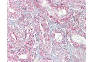Anti-SPTAN1 / Alpha Fodrin antibody IHC of human kidney. (SPTAN1 Antikörper  (N-Term))