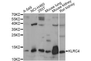 Western blot analysis of extracts of various cell lines, using KLRC4 antibody (ABIN6293170) at 1:1000 dilution. (KLRC4 Antikörper)