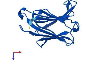LGALS13 Protein (AA 1-139) (His tag)