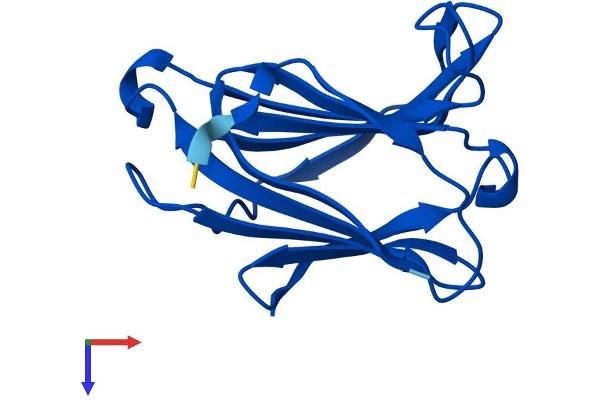 LGALS13 Protein (AA 1-139) (His tag)