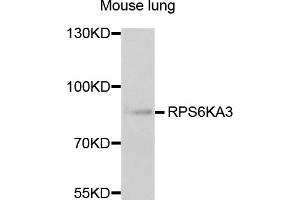 Western blot analysis of extracts of mouse lung, using RPS6KA3 antibody (ABIN1876624) at 1:1000 dilution. (RPS6KA3 Antikörper)