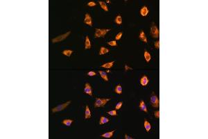 Immunofluorescence analysis of L929 cells using SPRR3 Rabbit pAb (ABIN6130714, ABIN6148386, ABIN6148387 and ABIN6215609) at dilution of 1:100. (SPRR3 Antikörper  (AA 1-70))