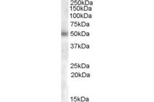 ABIN238637 (0. (GCNT3 Antikörper  (AA 273-284))